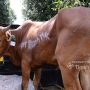 Idul Adha Tahun Ini, PT Timah Salurkan 268 Ekor Sapi Kurban