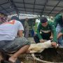 Karyawan PT Timah Gotong Royong Salurkan Daging Kurban untuk Masyarakat di Bangka Barat