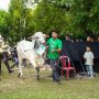 Komentar Kepala Daerah Terkait Penyaluran Ratusan Hewan Kurban oleh PT Timah